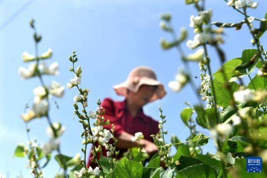 皇冠信用开户_立秋农事正当忙