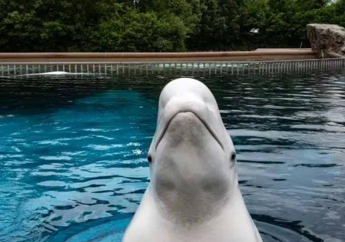 怎么注册皇冠信用网_宁愿全部安乐死怎么注册皇冠信用网，也不给中国？加拿大养不起30头白鲸，中国愿接手，然而...